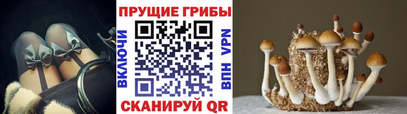 Галлюциногенные грибы GOLDEN TEACHER Нефтекамск